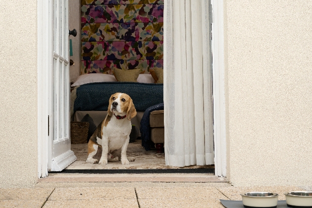 Dog in door way of ground floor room