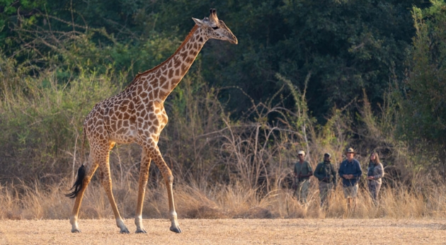 Several people watching a giraffe